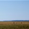 Mirage and Kangaroos