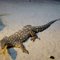 Australia Perentie Goanna