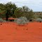 The red Dunes of Windorah, Qld, Australia