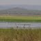 Beautiful wetland