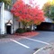Red tree by the tunnel