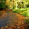 Winding Autumn road