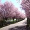 Flowering Cherry Trees-2