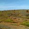 Onslow termite mounts