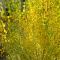 Exotic plantings through the bush, Omeo