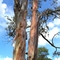 Pink gums at the Oriental Claims, Omeo