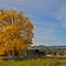 Looking to Omeo