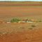 Mound Springs along Oodnadadda Track