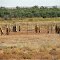 Farmers Revange ** Oodnadatta Track ** SA