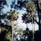 Cabbage Tree Palms