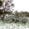 Snowy Australia