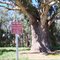 Giant River Red Gum
