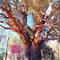 BIG TREE (Orroroo)