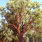 Giant Gum Tree - Orroroo, South Australia