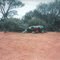 Leonora-Kalgoorlie road - rock frog