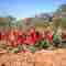 Desert pea - an Ausie icon