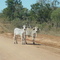 Cattle on the Road near Ootann