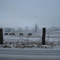 Horses in South Huntingdon Township