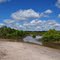 Mangroves Burrum Heads