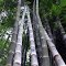 BAMBOO GARDENS. HERVEY BAY.