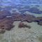 Seagrass Garden
