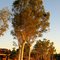 Sun setting on a ghost gum in Whaleback Avenue