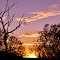 sunset in bush