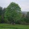 Greenary