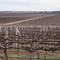 Vineyards of Padthaway