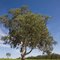 Henry's Drive Vignerons - Padthaway Vineyards