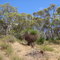 Spring in the Darling Range