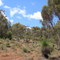 On the echidna trail