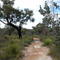 Burley Park bush trail (October 2004)