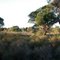 ephemeral wetland in Bush Forever
