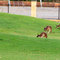 Kanagroos