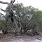 Pricklybark (Eucalyptus todtiana)