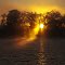 Misty Sunrise through Trees. Lake Macquarie  New South Wales