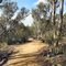 Track on Mt Gladstone