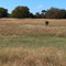 Brown Brown Grass Of home