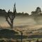 Misty Morn