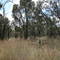 weedy understorey