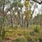 Wood land space