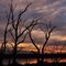 Dead Trees