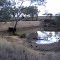 Bogan River Weir (2013)