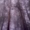 Mountain Ash. The Dandenongs, Victoria.