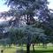 cedar in a Parkes park