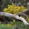 Fallen tree