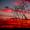 Rosina Lamberti,Sunset,Templestowe , Victoria, Australia