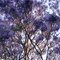 Jacaranda Tree in bloom