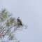 Osprey - Mangrove Creek